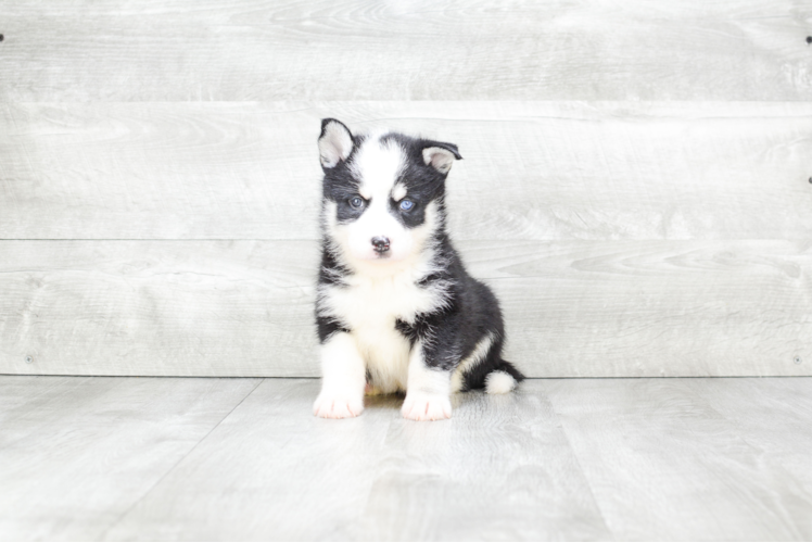 Hypoallergenic Mini Husky Designer Puppy