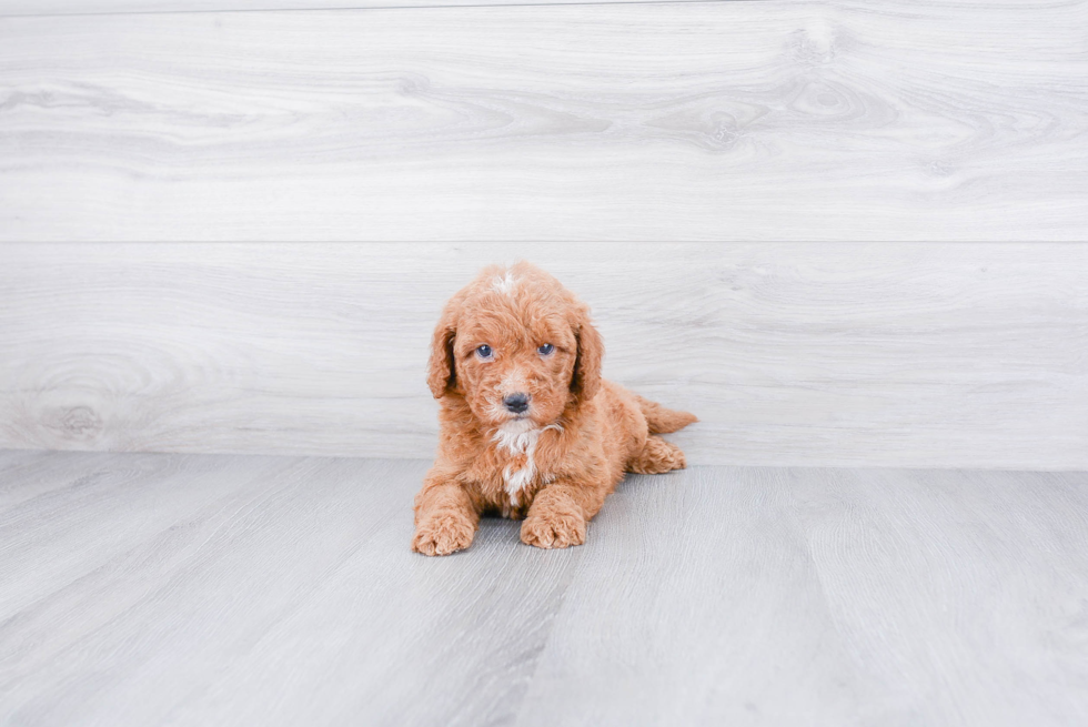 Cute Mini Goldendoodle Baby