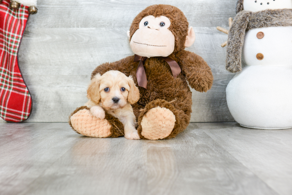 Sweet Cavachon Baby