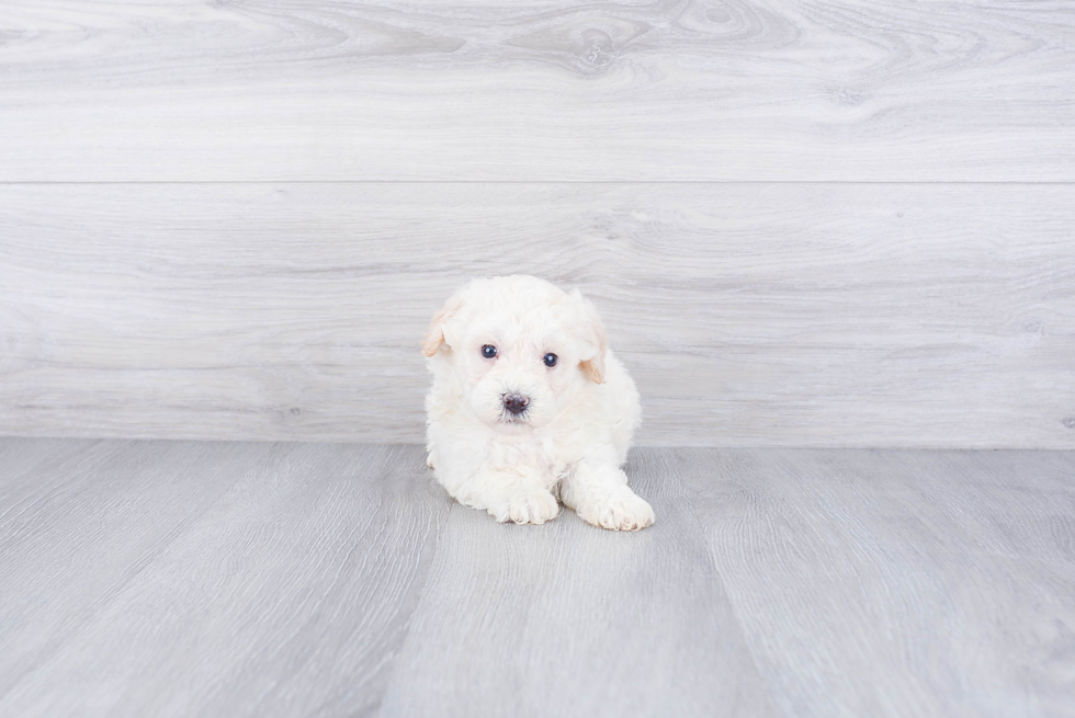 Maltipoo Puppy for Adoption