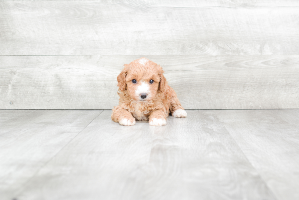 Cute Cavapoo Baby