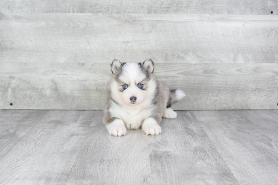 Energetic Mini Husky Designer Puppy