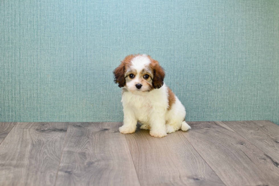 Happy Cavachon Baby