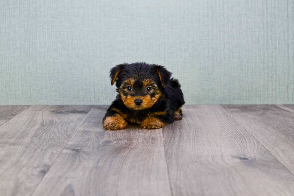 Meet Bella - our Yorkshire Terrier Puppy Photo 