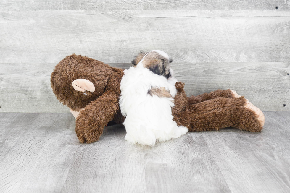 Teddy Bear Pup Being Cute