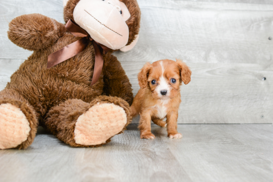 Cavalier King Charles Spaniel Puppy for Adoption