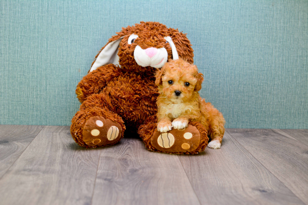 Popular Cavapoo Poodle Mix Pup