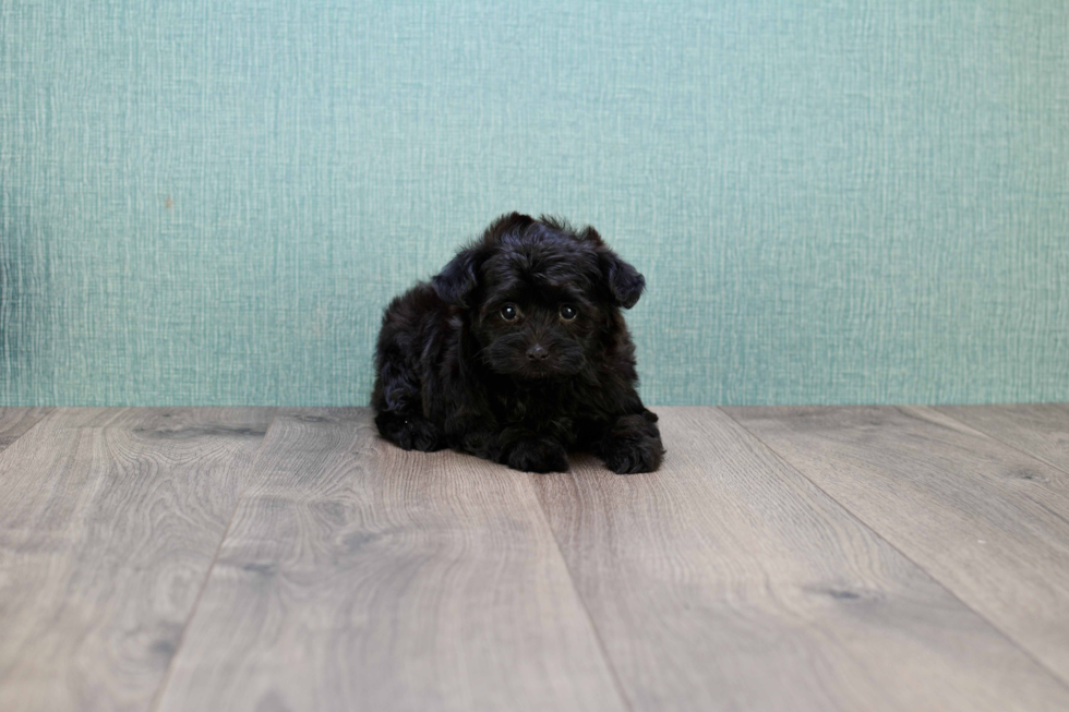 Petite Yorkie Poo Poodle Mix Pup