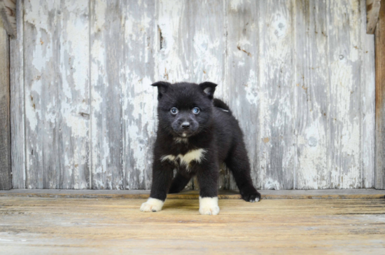 Adorable Mini Husky Designer Puppy