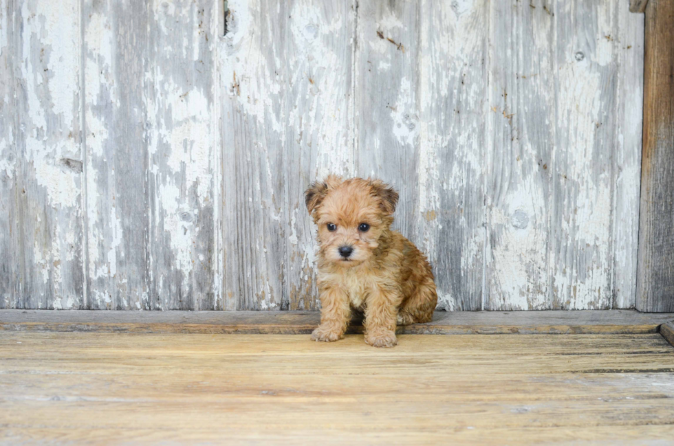 Morkie Pup Being Cute