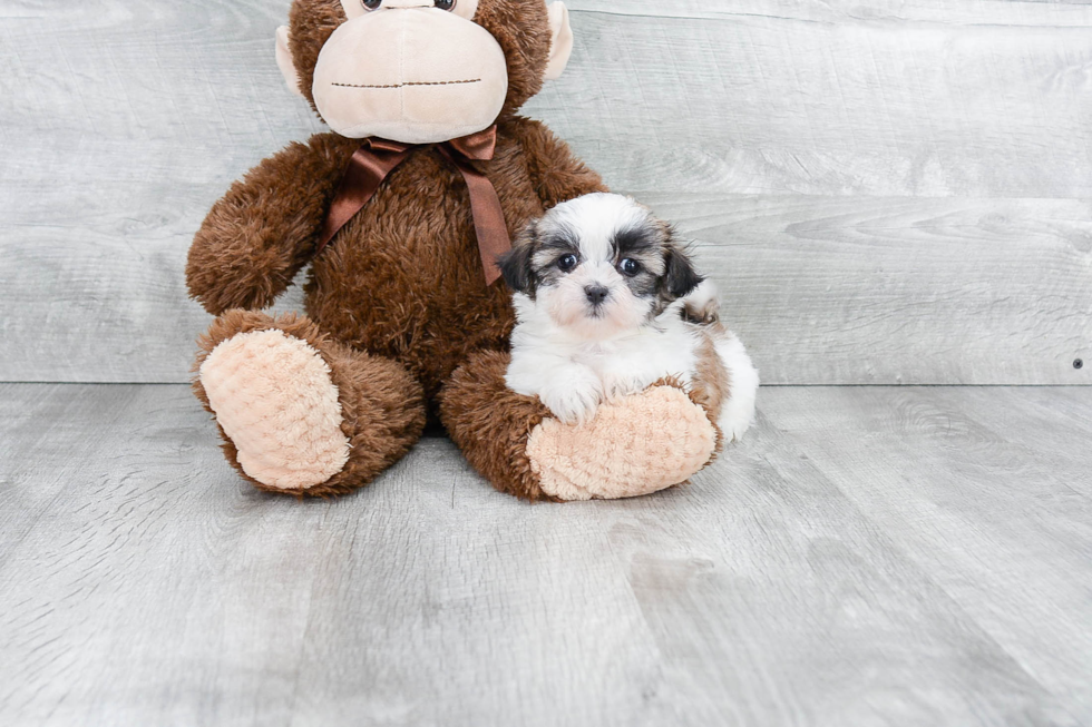 Teddy Bear Puppy for Adoption