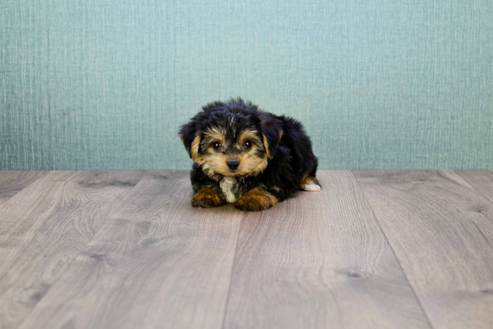 Friendly Morkie Baby