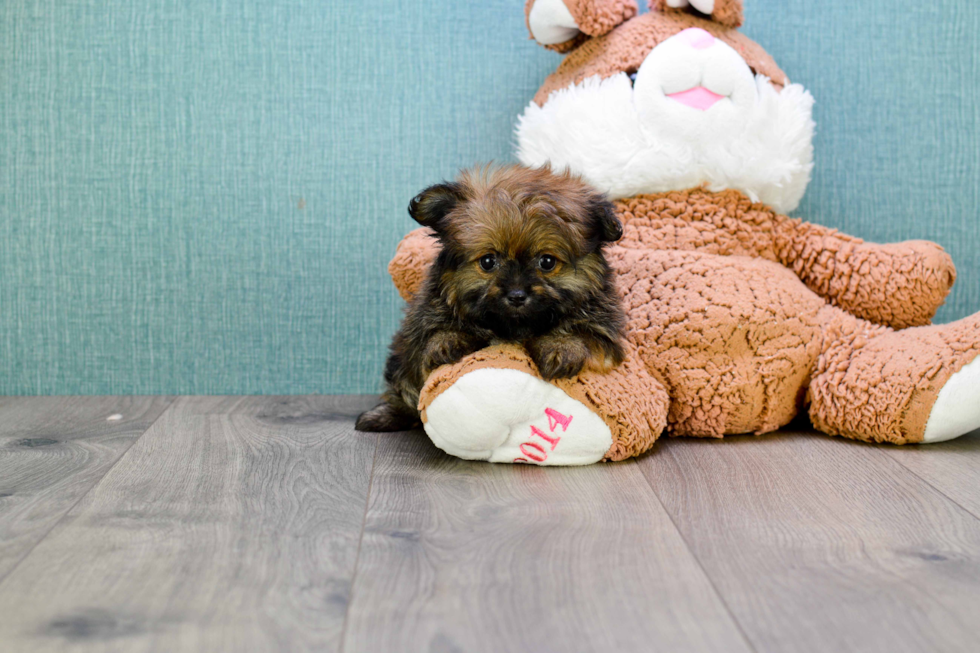 Best Yorkie Pom Baby