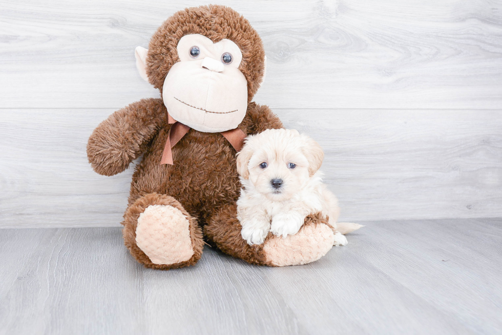 Adorable Maltepoo Poodle Mix Puppy