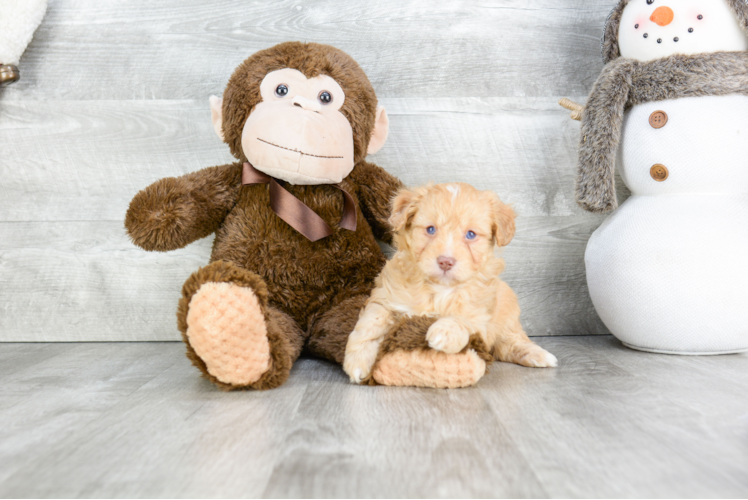 Best Mini Aussiedoodle Baby