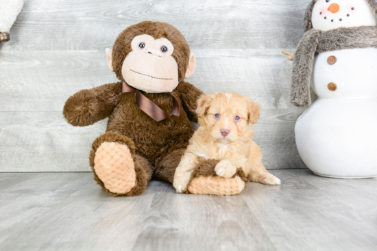 Best Mini Aussiedoodle Baby