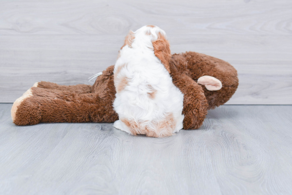 Cavalier King Charles Spaniel Puppy for Adoption