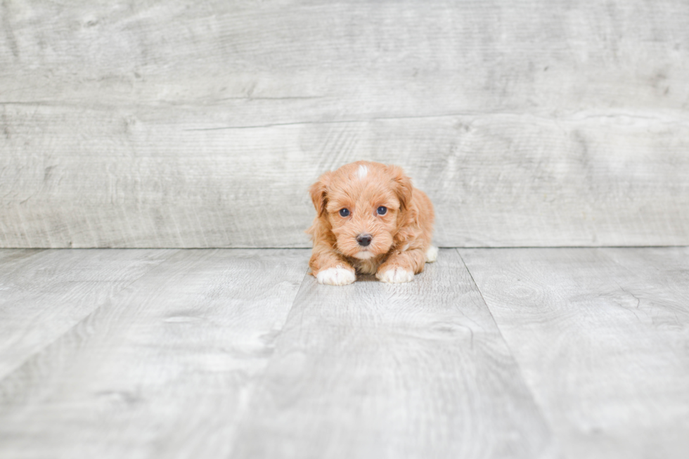 Maltipoo Puppy for Adoption