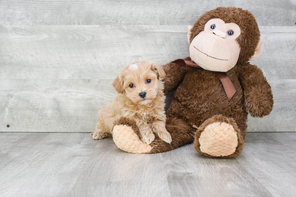 Maltipoo Pup Being Cute