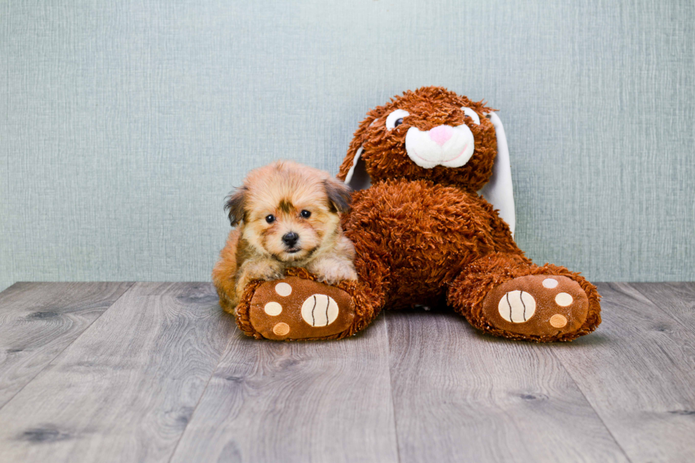 Morkie Pup Being Cute