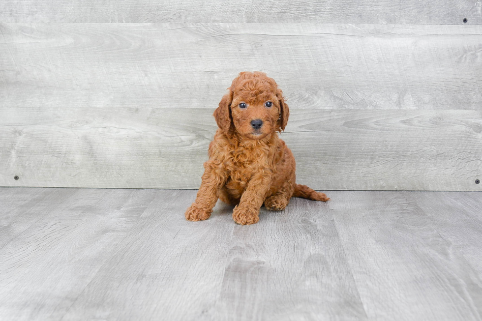 Small Mini Goldendoodle Baby