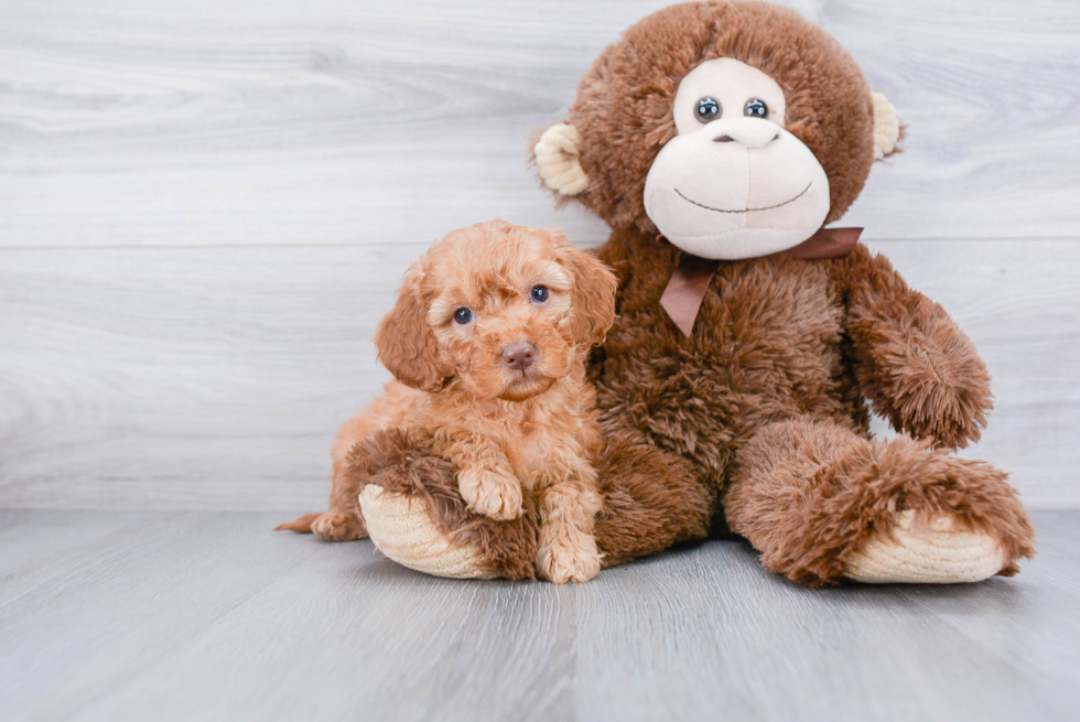 Mini Goldendoodle Puppy for Adoption