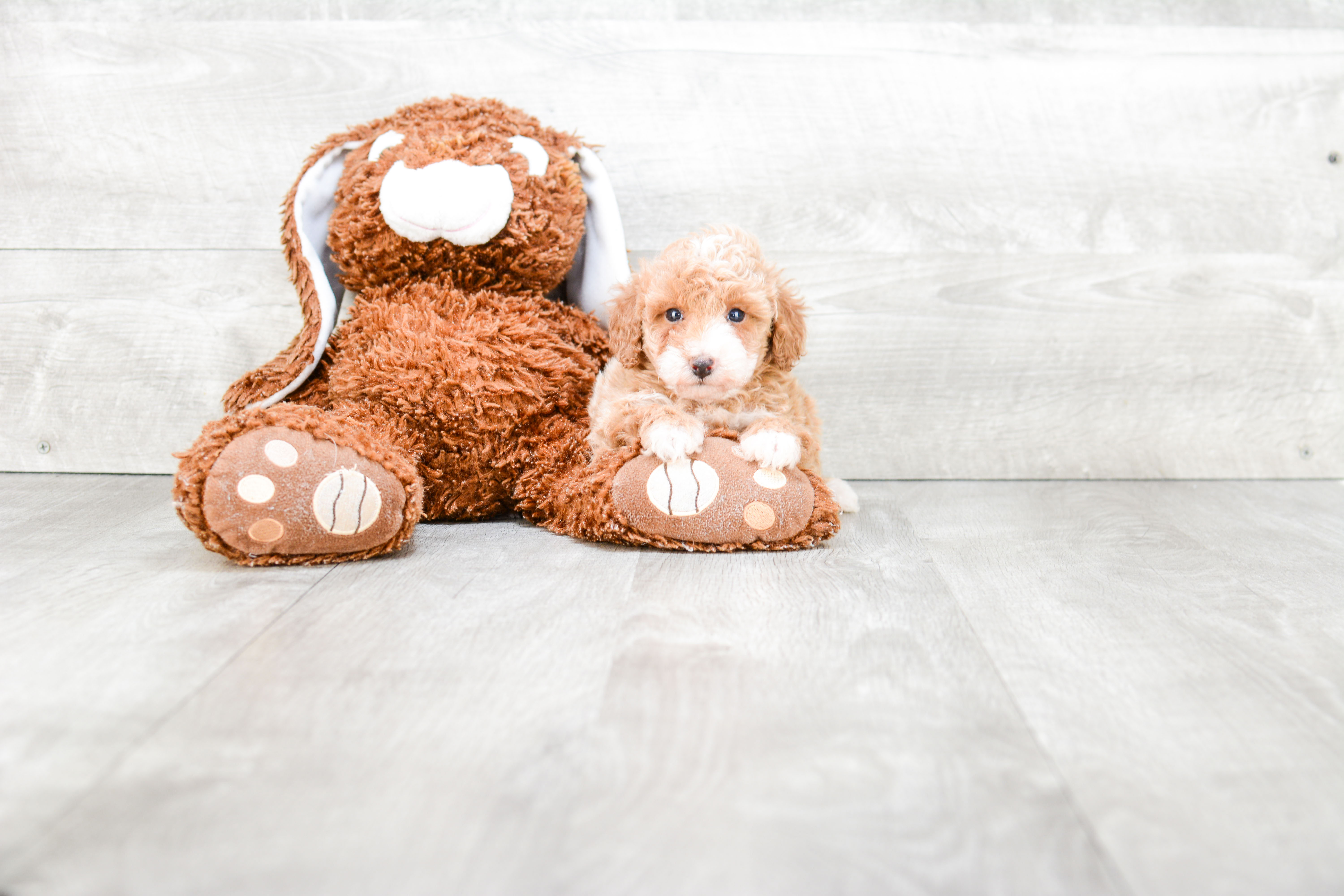 Poodle Puppy for Adoption