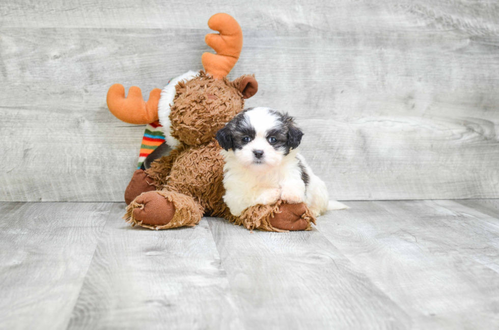 Teddy Bear Pup Being Cute