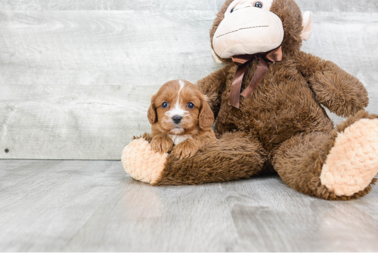 Cavapoo Pup Being Cute