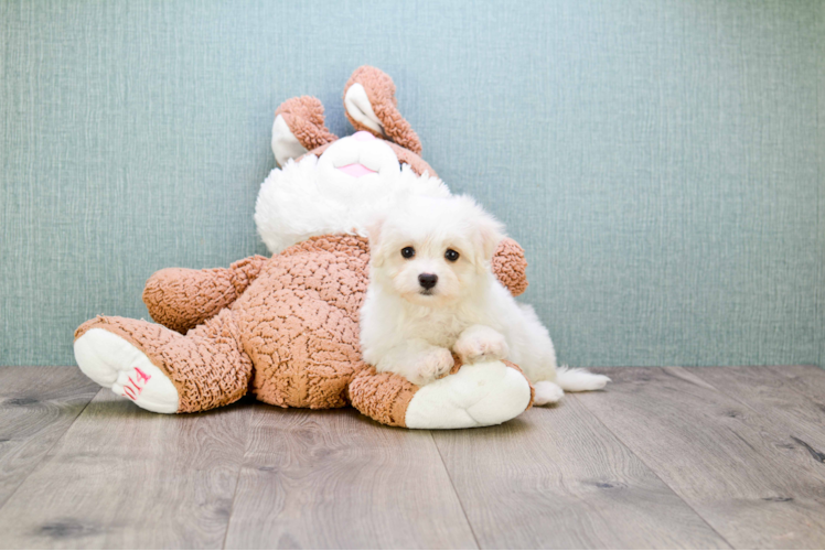 Little Maltepoo Poodle Mix Puppy