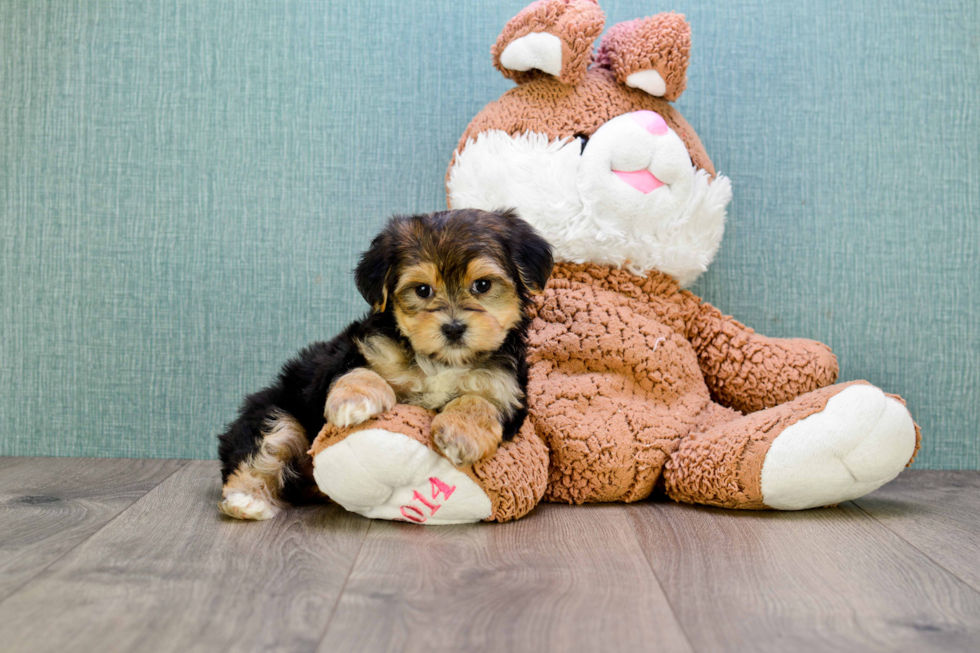 Playful Yorkie Designer Puppy