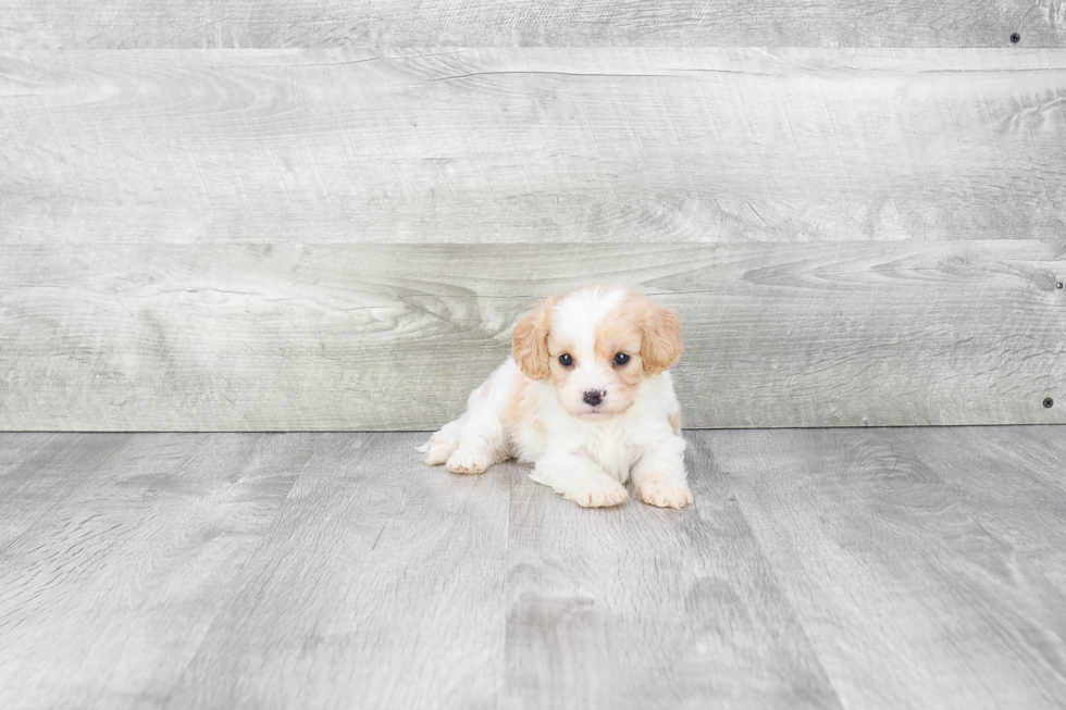 Adorable Cavalier Designer Puppy