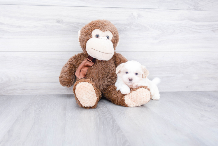 Playful Shi Chon Designer Puppy