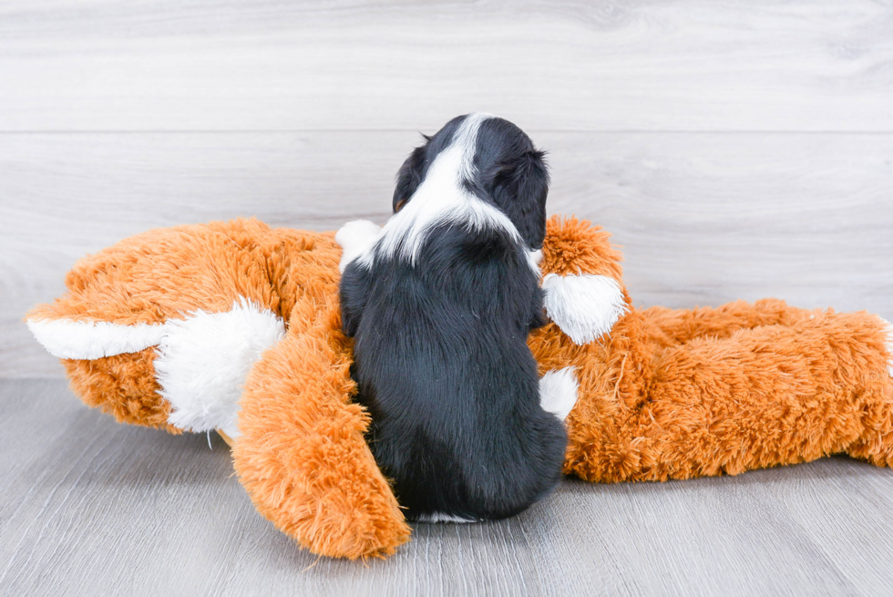 Cavalier King Charles Spaniel Puppy for Adoption