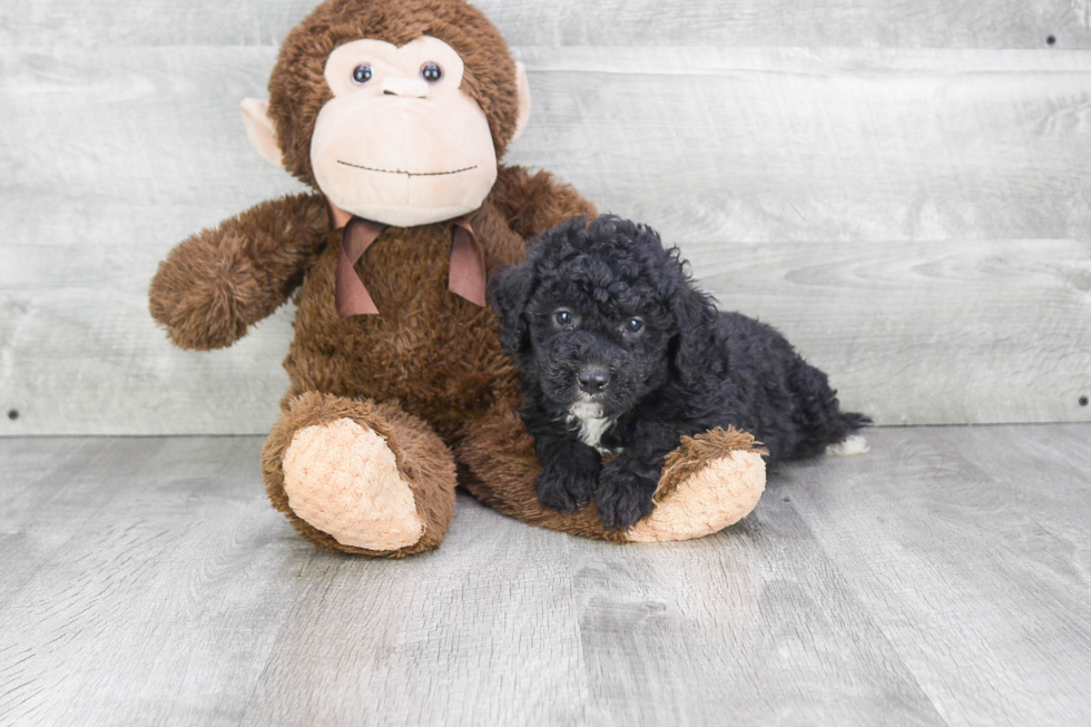 Mini Bernedoodle Puppy for Adoption