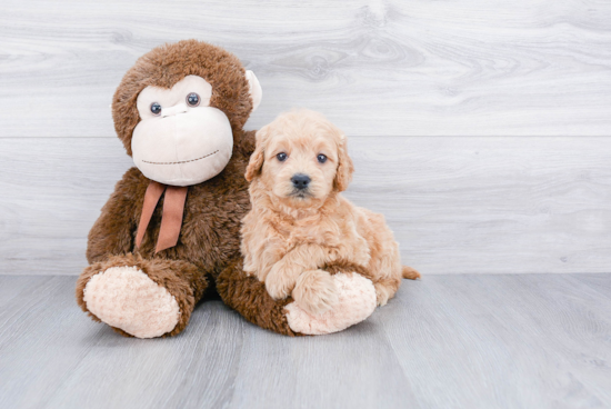 Best Mini Goldendoodle Baby