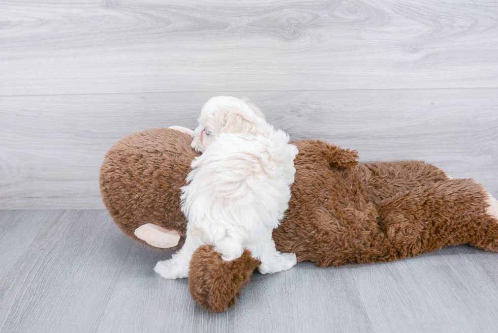 Playful Maltese Poodle Poodle Mix Puppy