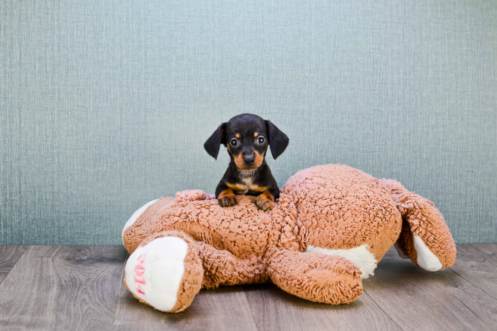 Cute Dachshund Purebred Puppy