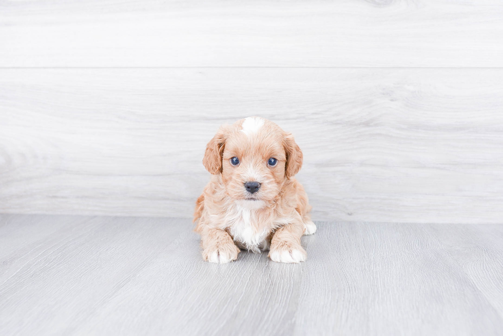 Little Cavoodle Poodle Mix Puppy