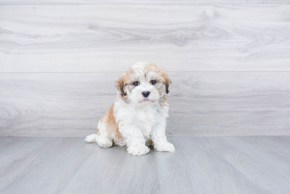 Popular Havanese Baby