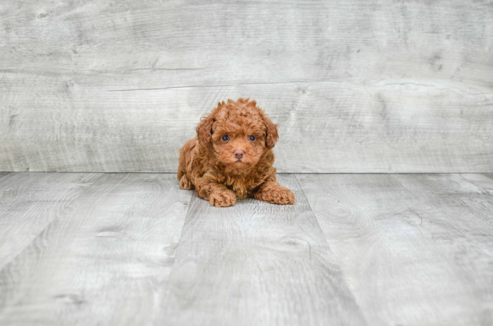 Poodle Puppy for Adoption