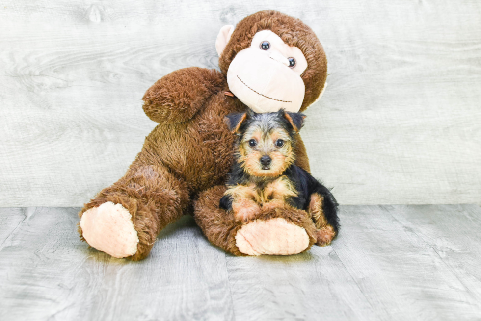 Meet Timmy - our Yorkshire Terrier Puppy Photo 