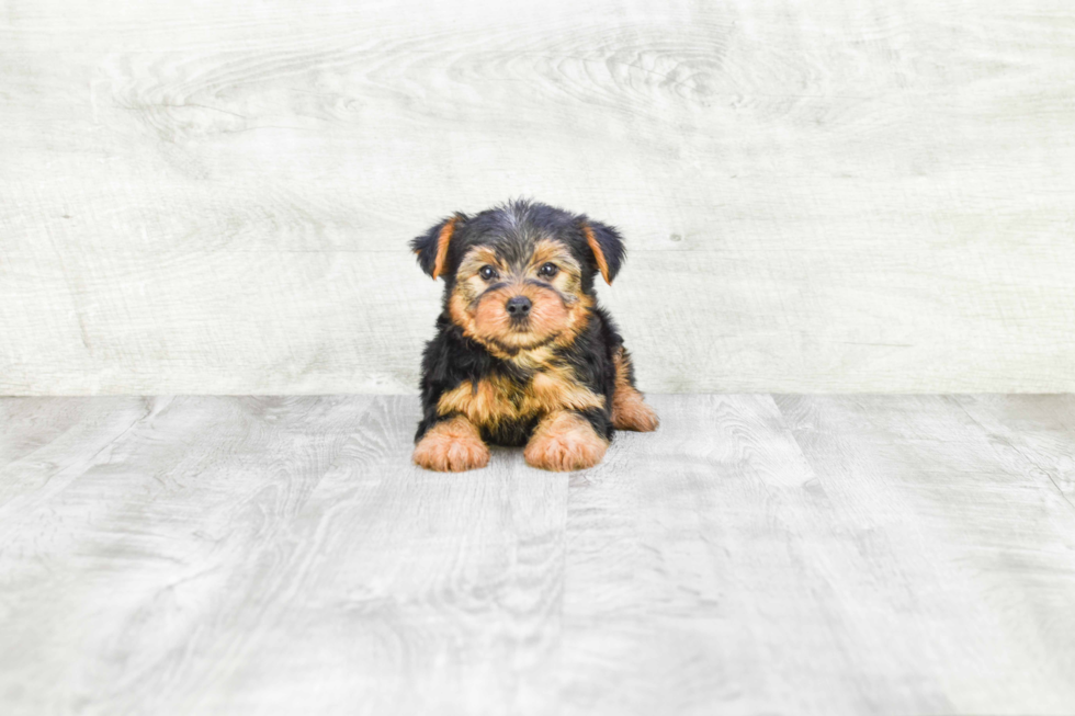 Meet Timmy - our Yorkshire Terrier Puppy Photo 