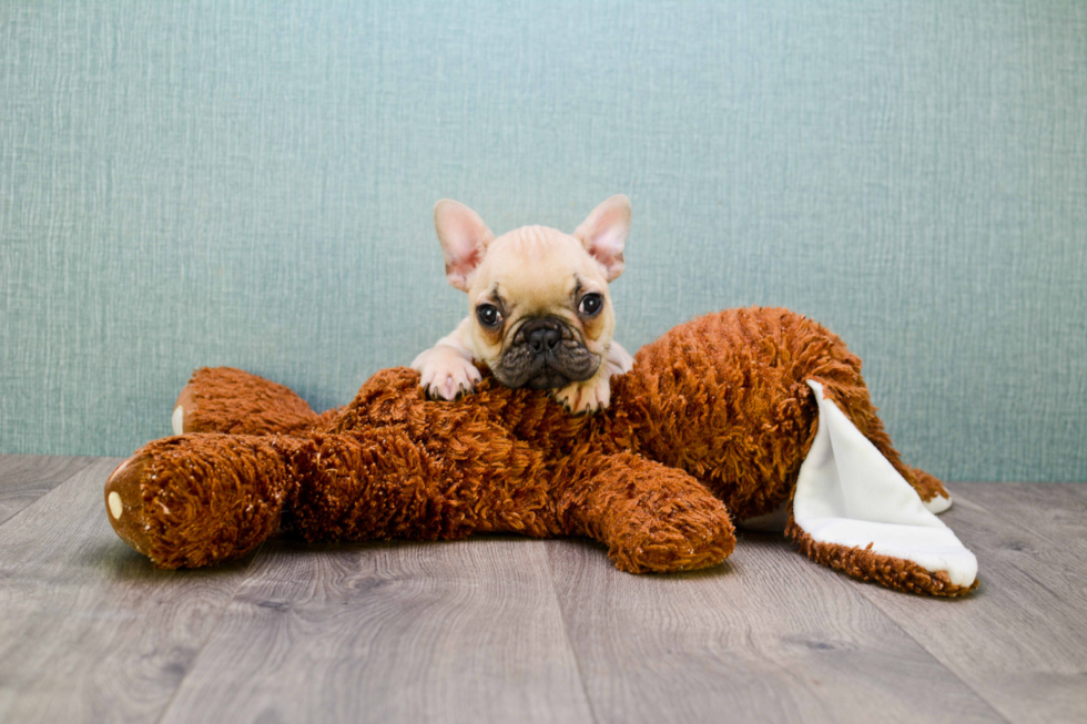 Playful French Bulldog Purebred Pup