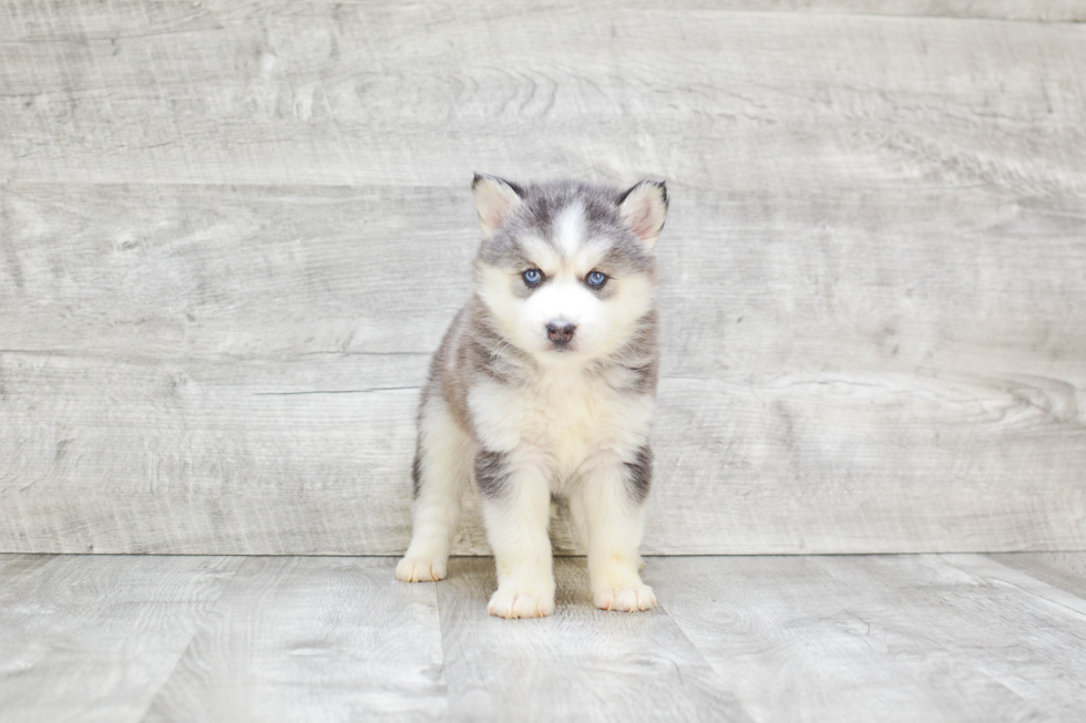 Small Pomsky Baby