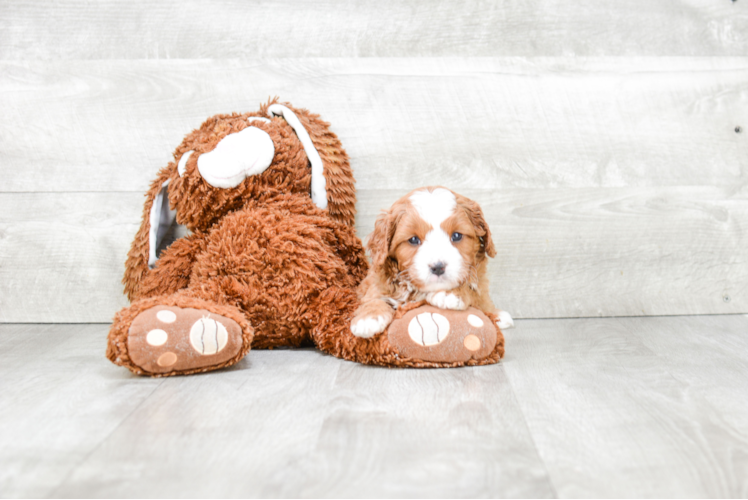 Smart Cavapoo Poodle Mix Pup