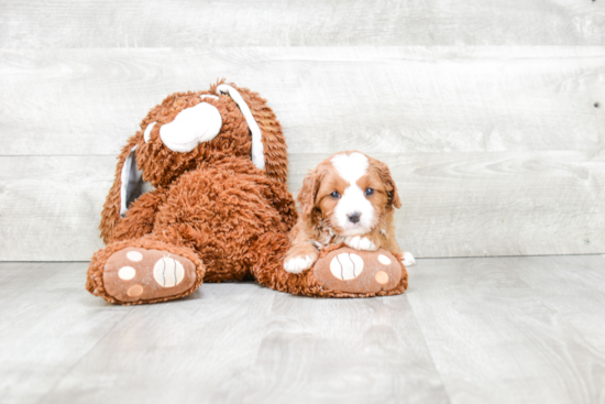 Smart Cavapoo Poodle Mix Pup