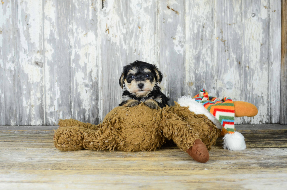 Best Morkie Baby