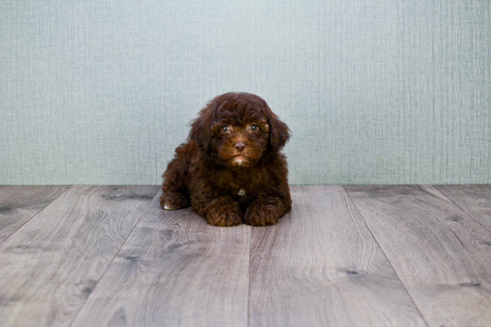 Cavapoo Pup Being Cute