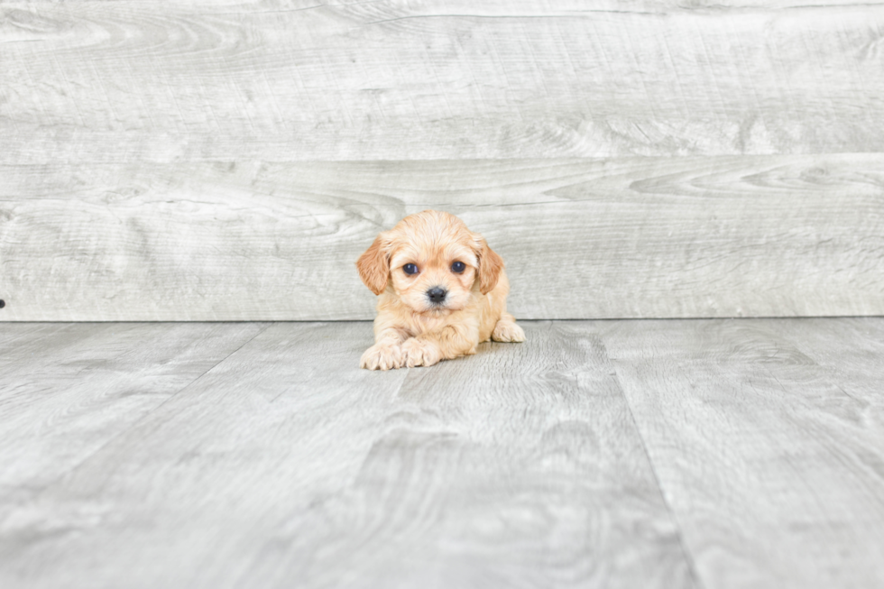 Sweet Cavachon Baby